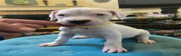 Dogo Argentino dogs for sale: Yellow Collar - Ad 2