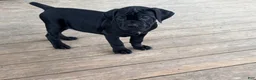Cane Corso dogs for sale: LP - Ad 2