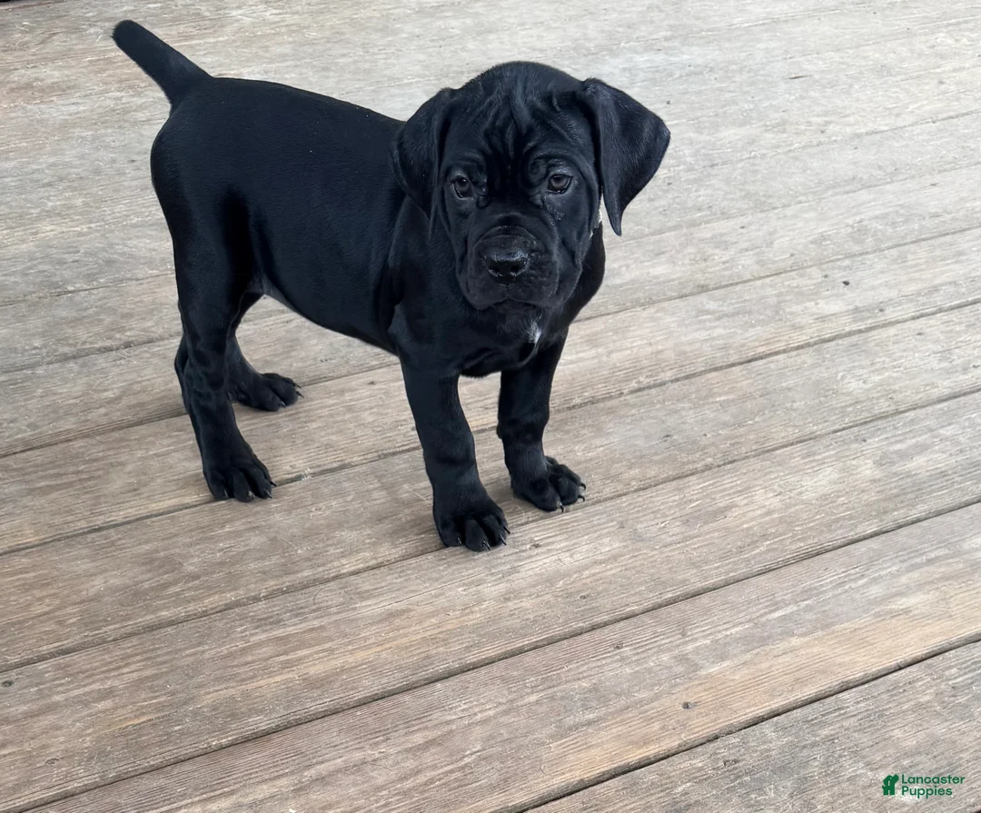 Cane Corso dogs for sale: LP - Ad 2
