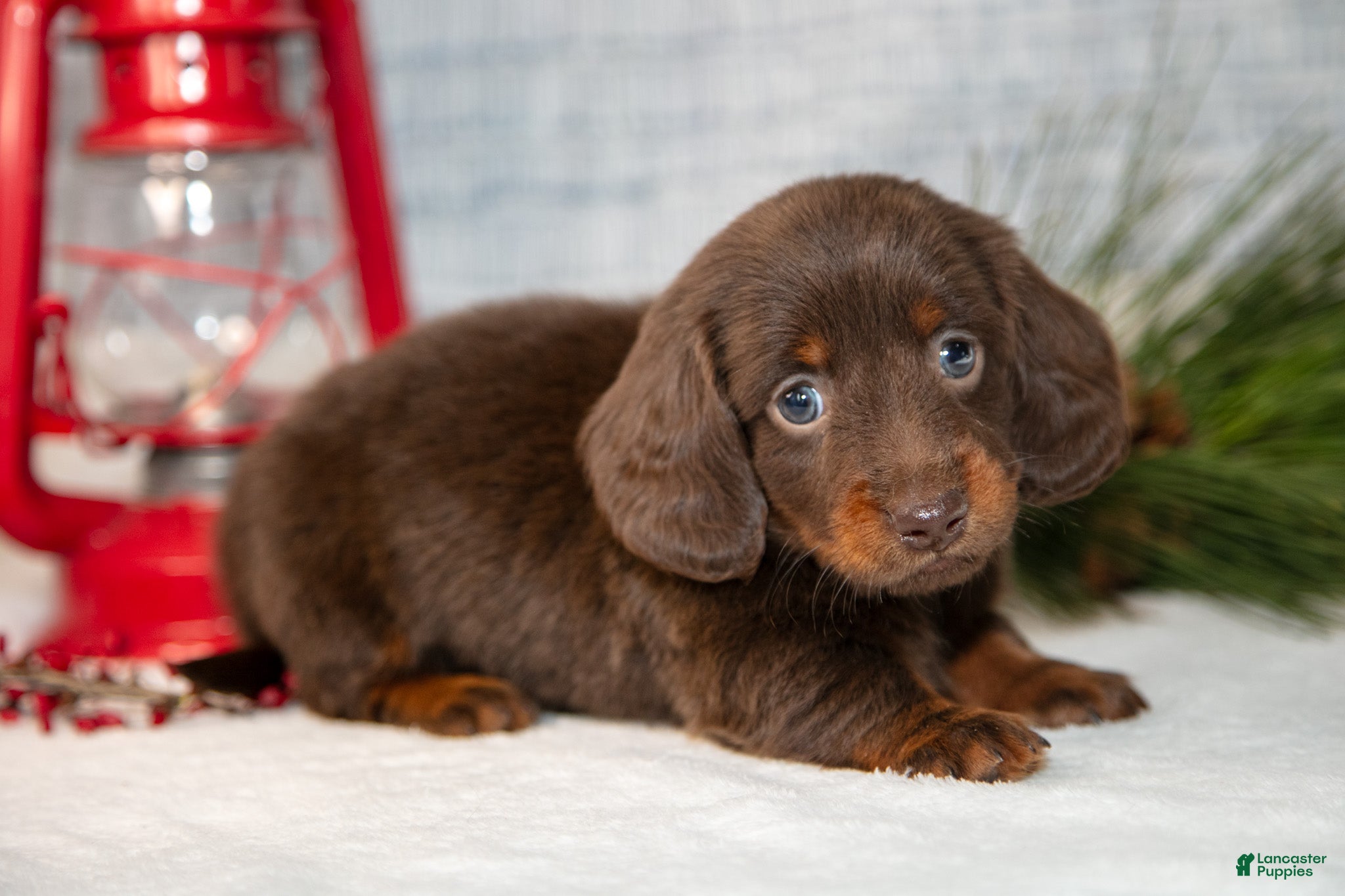 Miniature Dachshund dogs Dallas - Ad 23