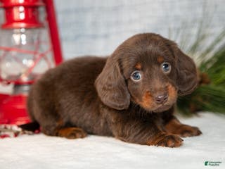 Miniature Dachshund dogs Dallas - Ad 23