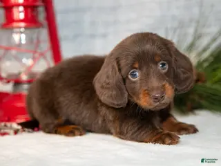 Miniature Dachshund dogs Dallas - Ad 38