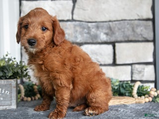 Goldendoodle dogs - Ad 30