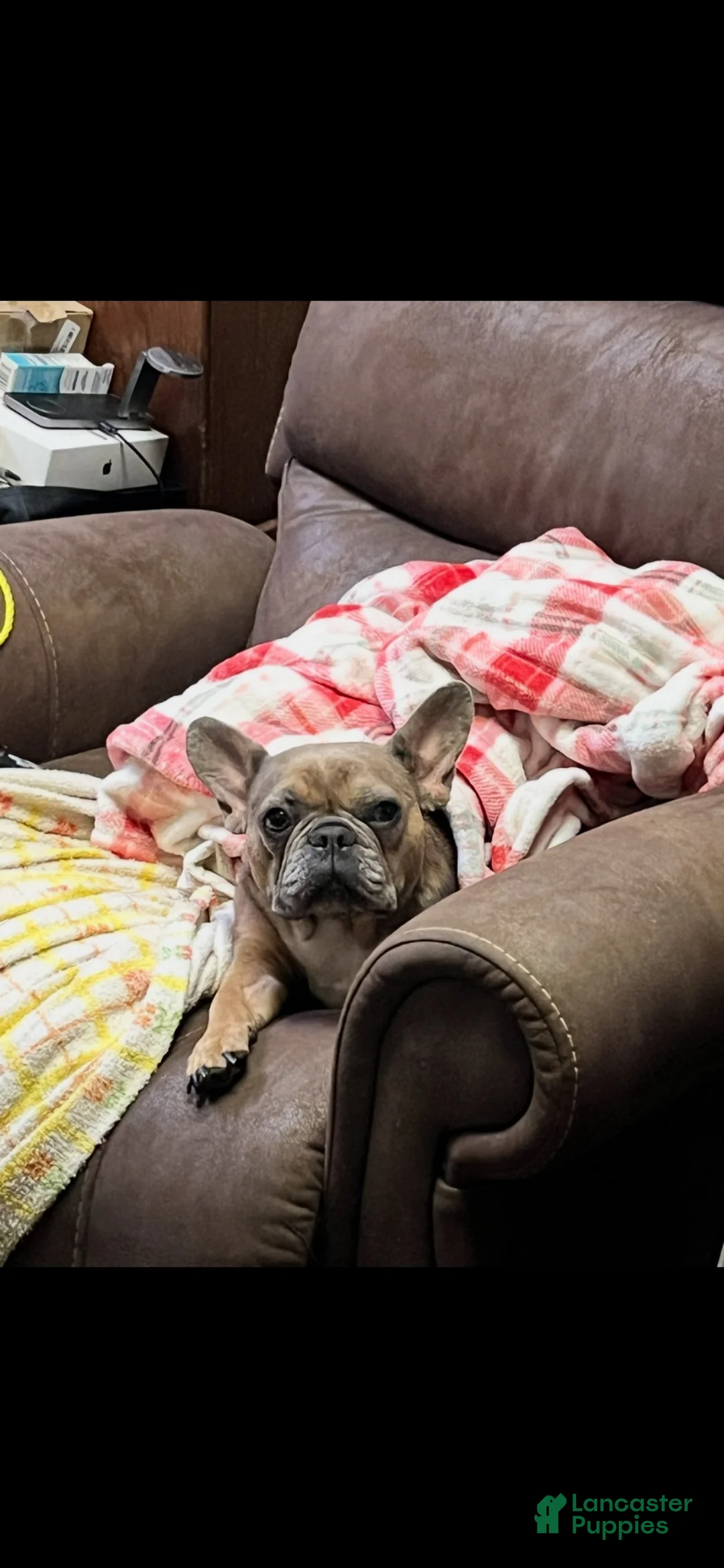 French Bulldog dogs for sale: French Bulldog 1 - Ad 17
