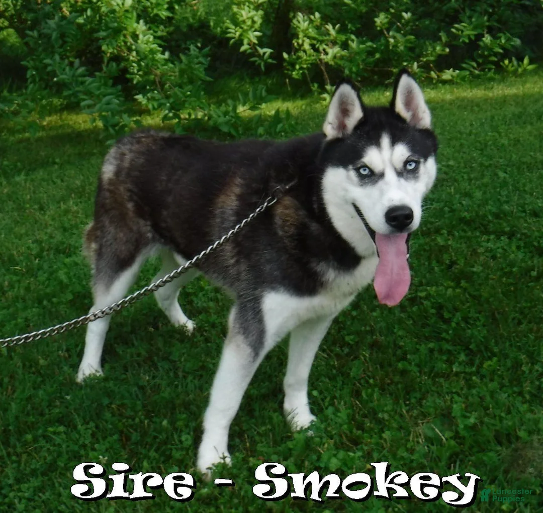 Siberian Husky dogs for sale: Lacey - Ad 7
