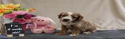 Miniature Poodle dogs for sale: Percy - Ad 8