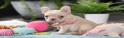 French Bulldog dogs for sale: Sofia - Ad 9
