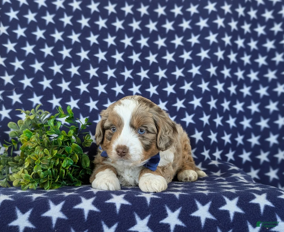 Mini Aussiedoodle dogs for sale: Kasey - Ad 6