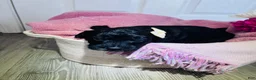 Miniature Poodle dogs for sale: Miniature Poodle Puppy 3 - Ad 5
