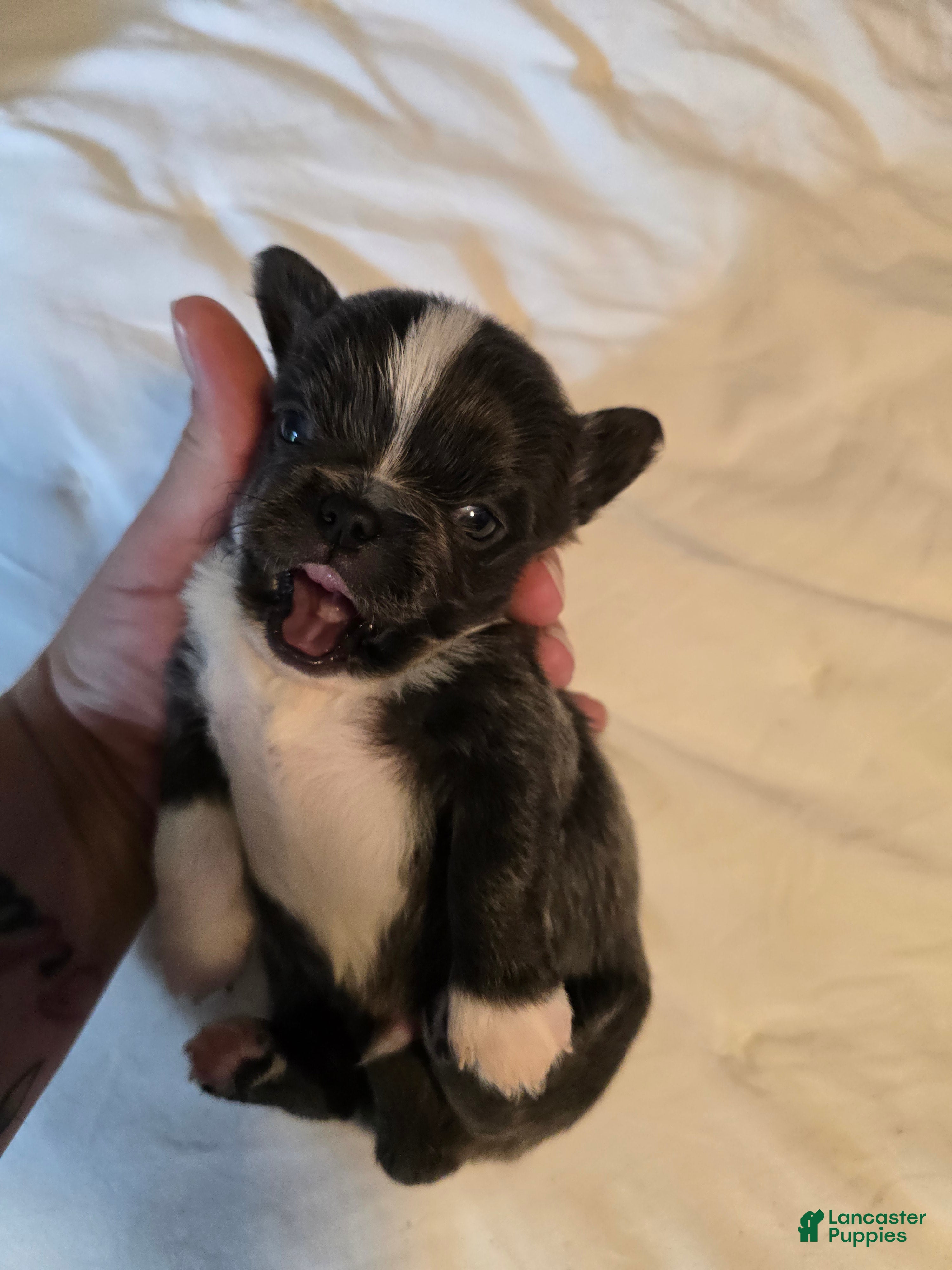 Chihuahua dogs Jazz - Ad 38