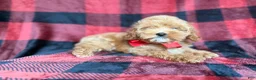Cockapoo dogs for sale: Rover - Ad 6