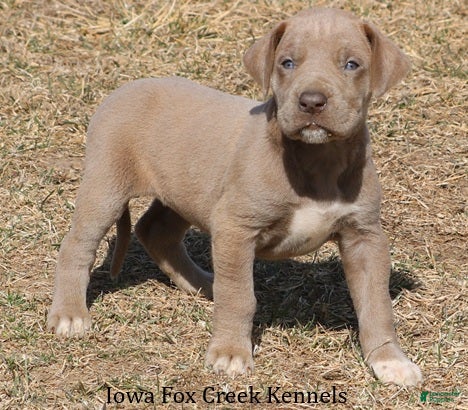 Great Dane dogs Hope - Ad 2