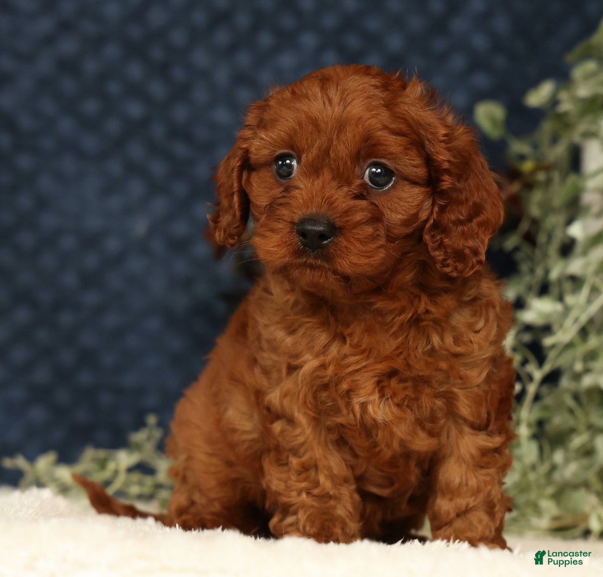 Cavapoo dogs Fifi - Ad 2