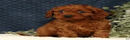 Cavapoo dogs for sale: Fifi - Ad 2