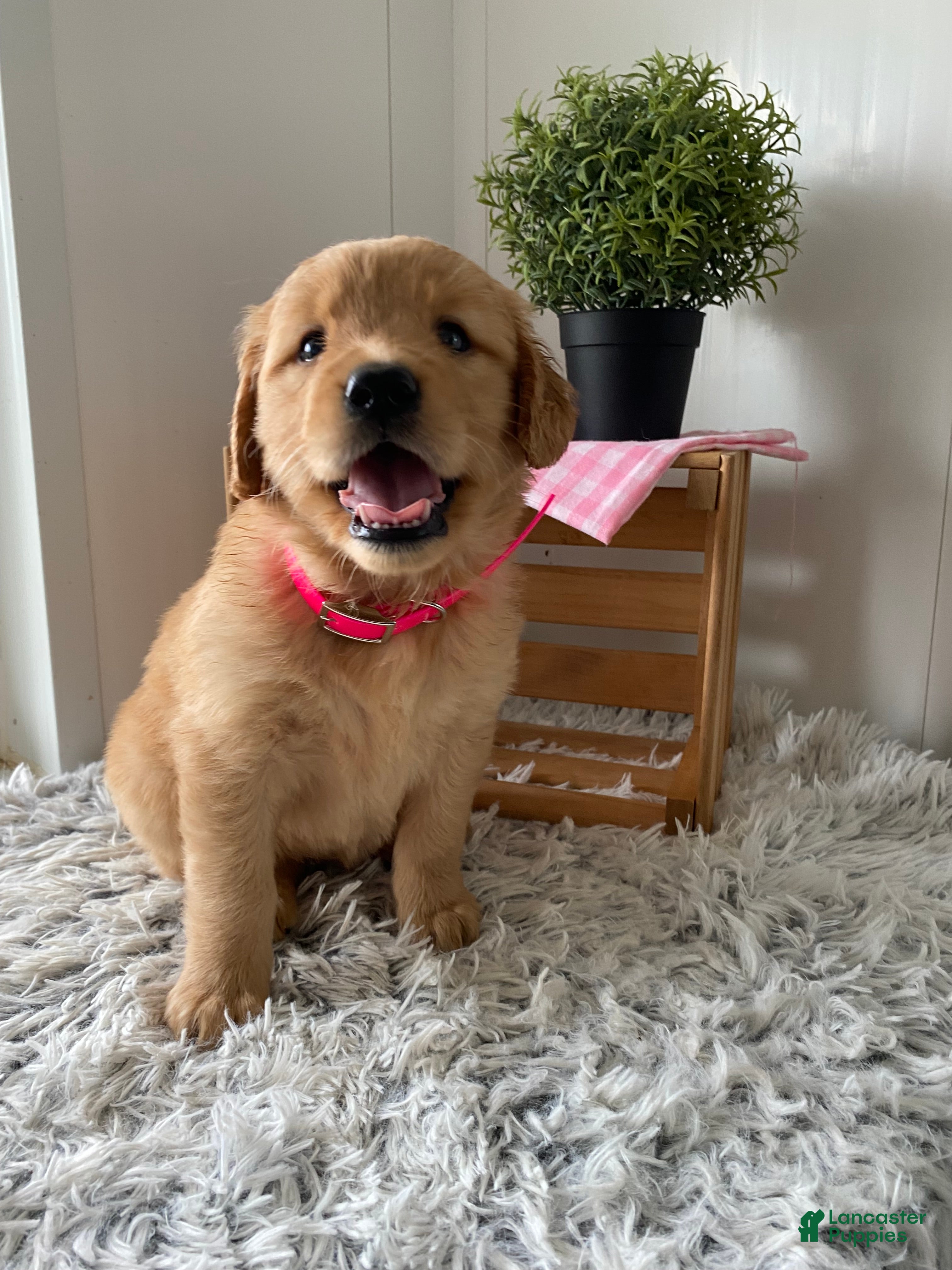 Golden Retriever dogs for sale: Golden Retriever Nola  - Ad 4