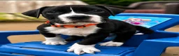 Mixed Breed dogs for sale: American Corso Orange collar - Ad 5