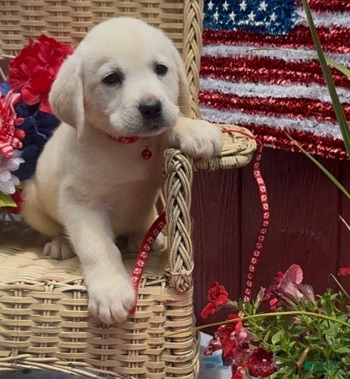 Labrador Retriever dogs for sale: Labrador Retriever Puppy 4 - Ad 2
