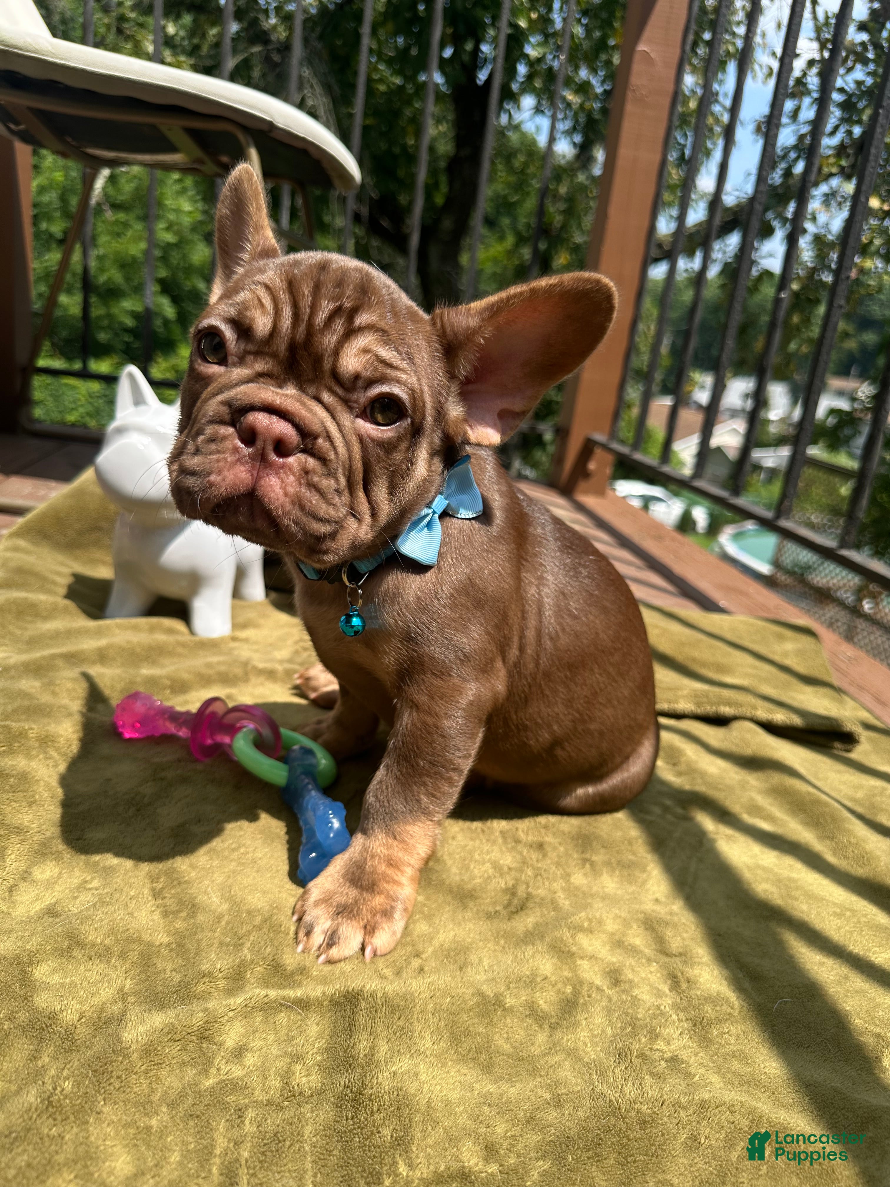 French Bulldog dogs Cinnamon - Ad 2