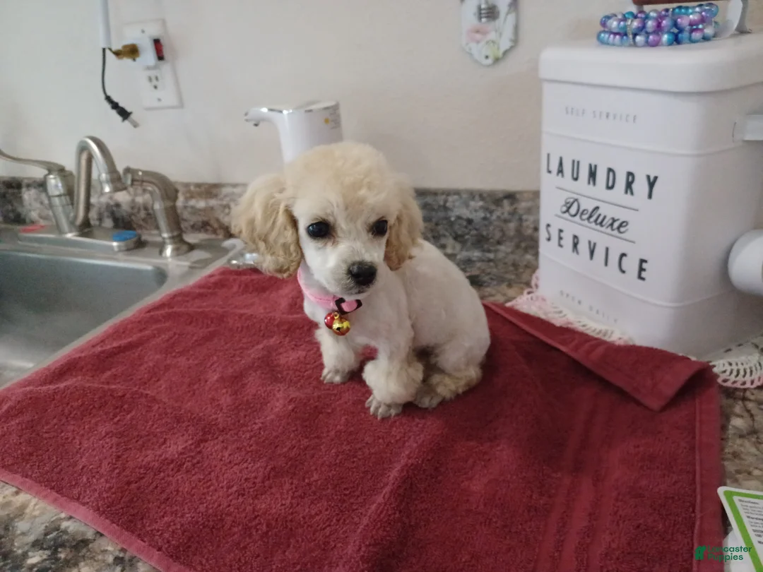 Toy Poodle dogs for sale: Toy Poodle Puppy 1 - Ad 7