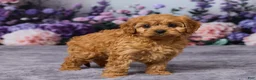 Cavapoo dogs for sale: Caramello - Ad 4