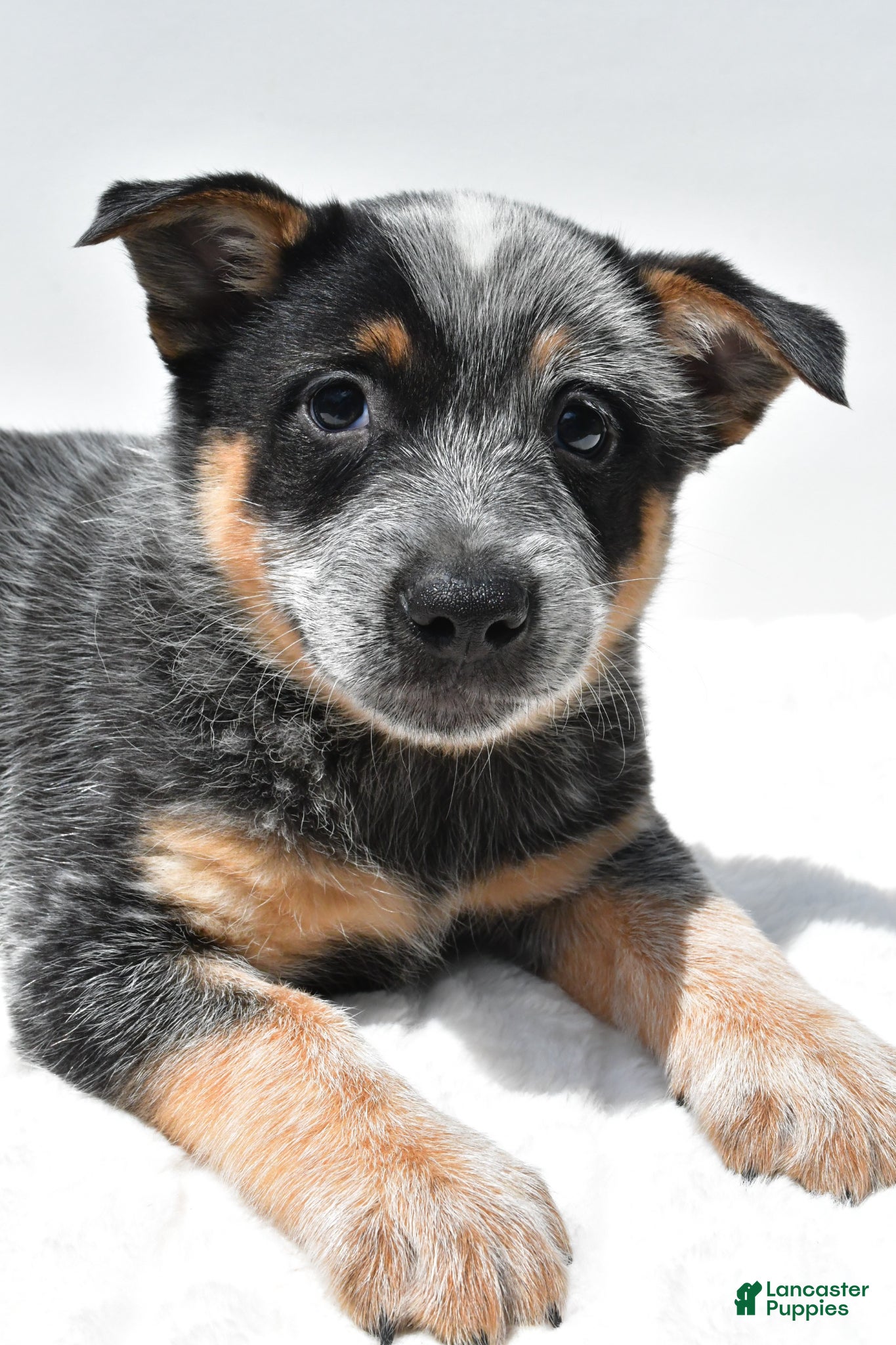 Australian Cattle Dog dogs Tucker - Ad 2