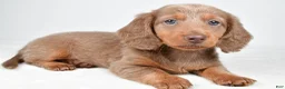 Miniature Dachshund dogs for sale: Gracie - Ad 3