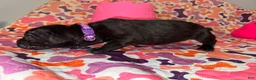 Cane Corso dogs for sale: Purple Collar Female - Ad 6