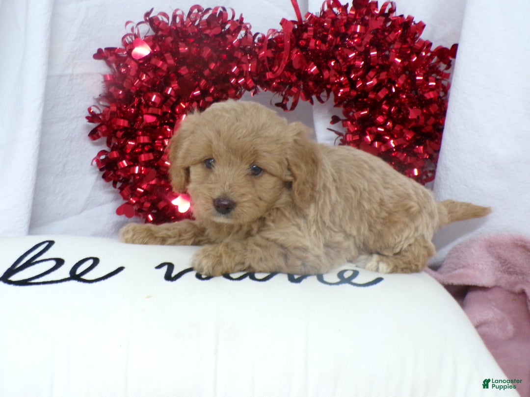Goldendoodle dogs for sale: Bonnie - Ad 4