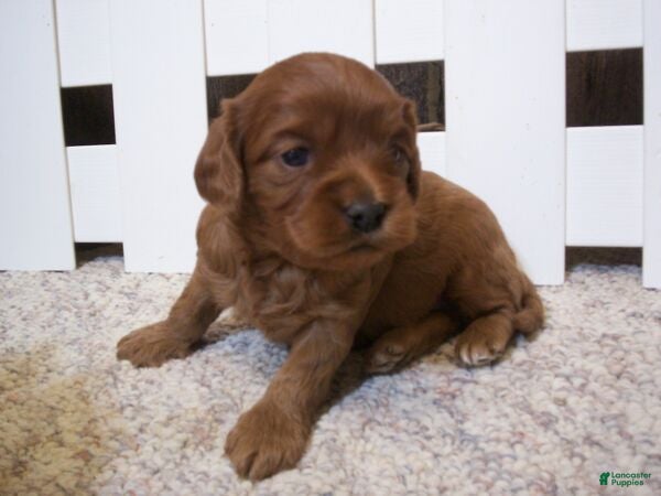 Cavapoo dogs Tilly - Ad 1