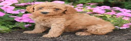 Mini Goldendoodle dogs for sale: Ruby - Ad 4