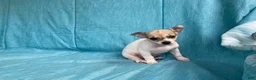 Chihuahua dogs for sale: Theodore - Ad 6