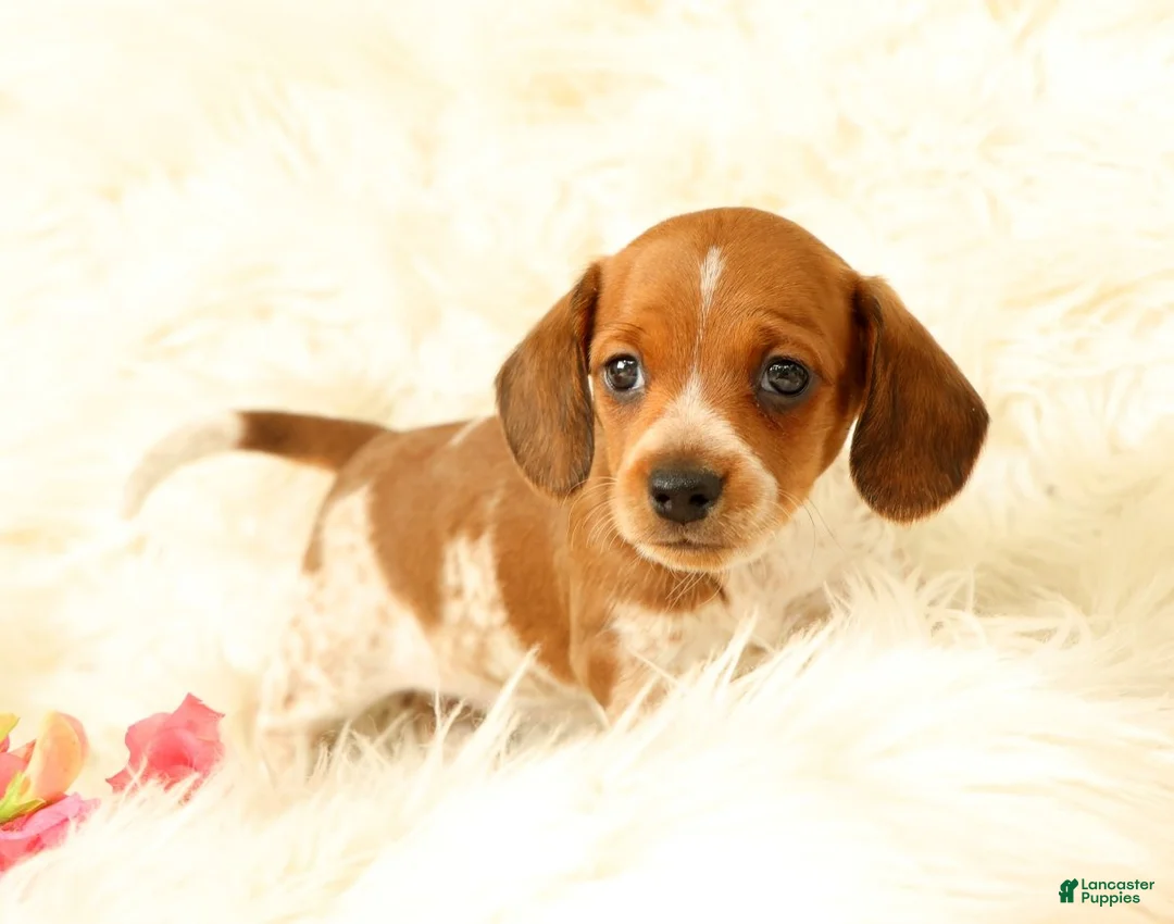 Miniature Dachshund dogs for sale: Bella - Ad 2