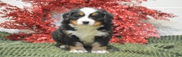 Bernese Mountain Dog dogs for sale: Caroline - Ad 1