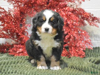 Bernese Mountain Dog dogs Caroline - Ad 17
