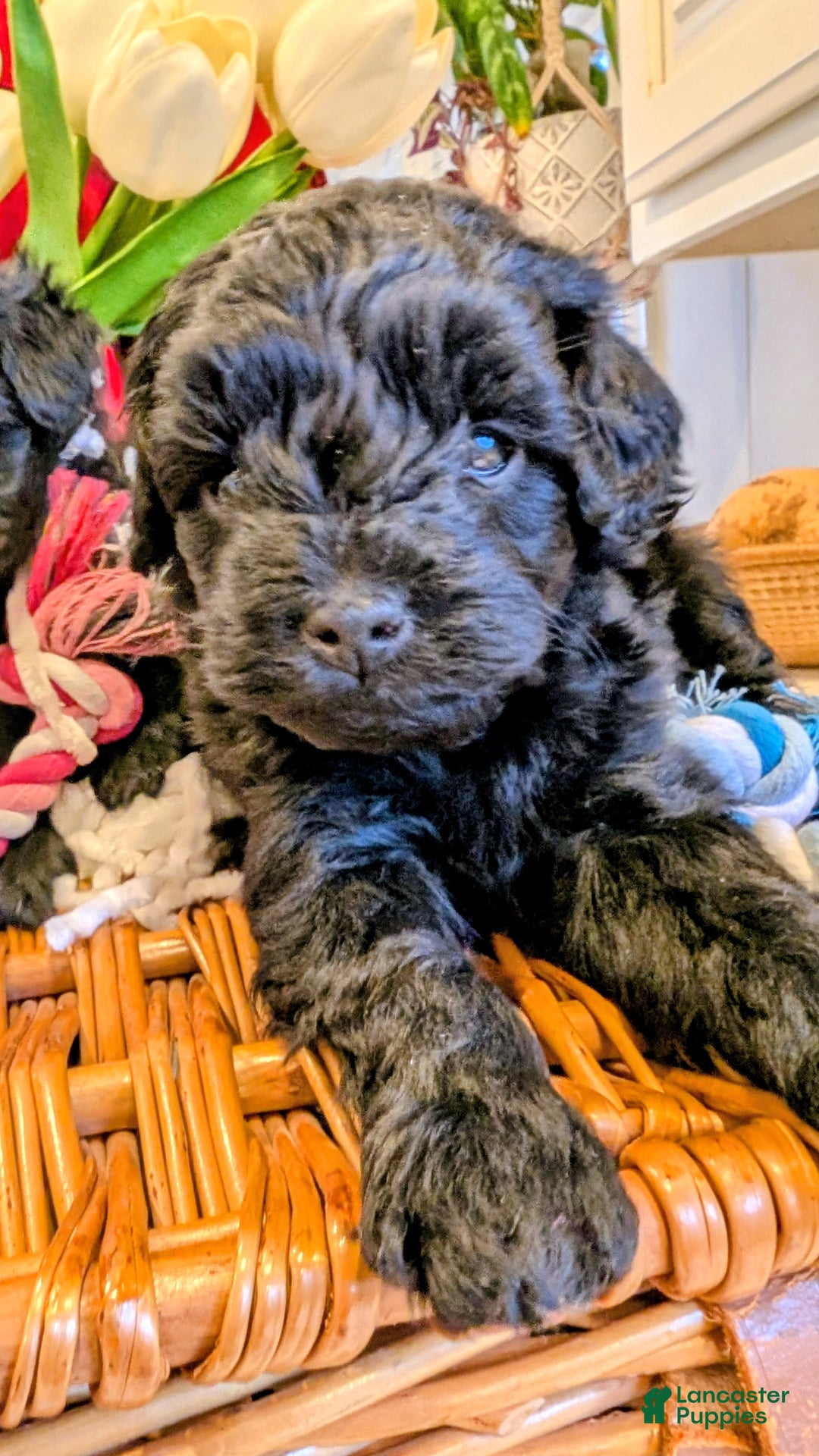 Cavapoo dogs for sale: Teddy Bo - Ad 2