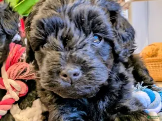 Cavapoo dogs Teddy Bo - Ad 25