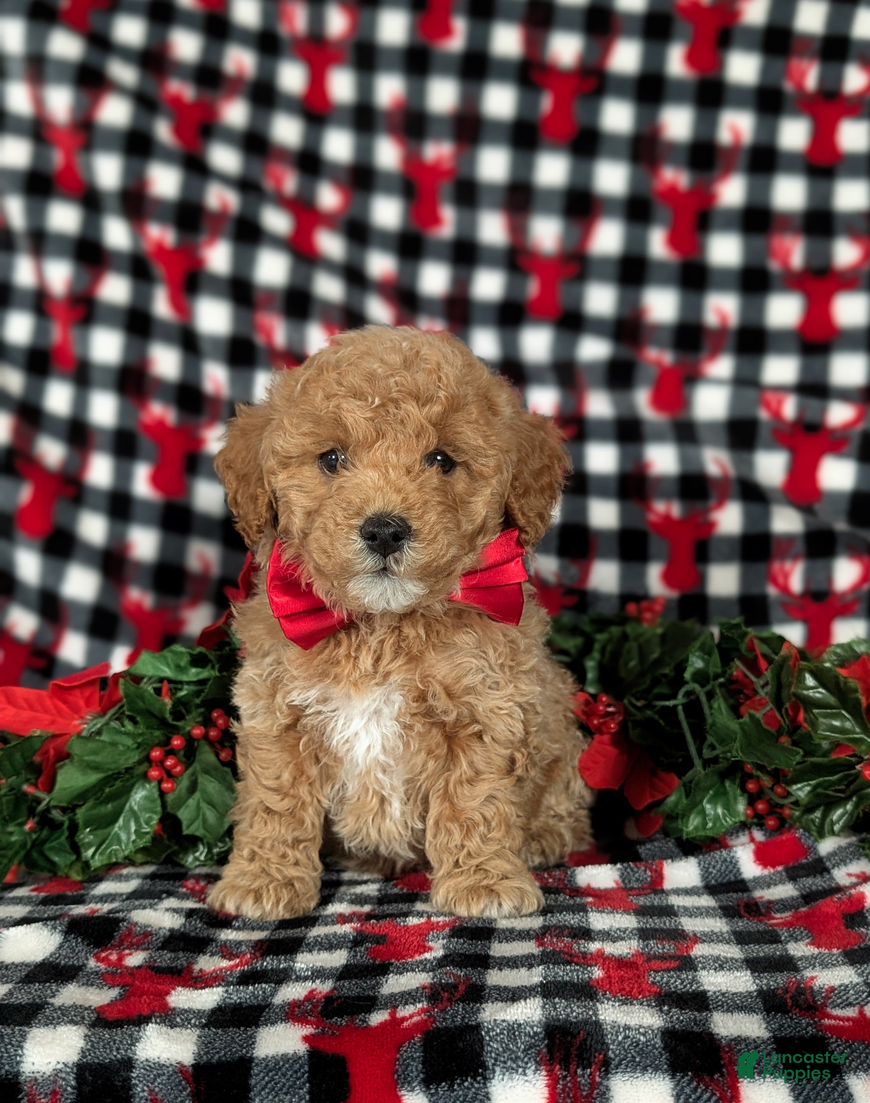 Havapoo dogs Blaze Ready for Christmas! - Ad 26