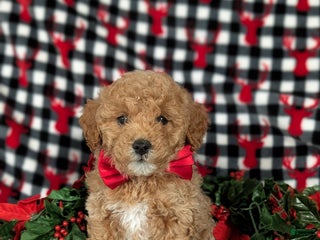 Havapoo dogs Blaze Ready for Christmas! - Ad 15