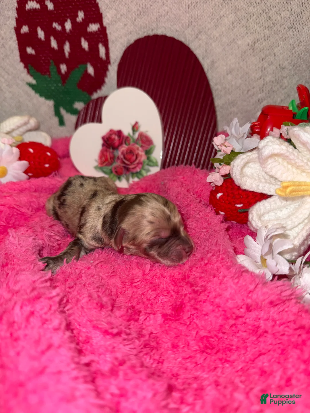 Mixed Breed dogs for sale: cupid - Ad 2