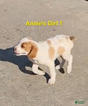 Brittany Spaniel dogs AKC/UKC French Brittany Annie's Girl 1 - Ad 2