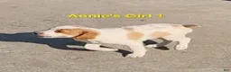 Brittany Spaniel dogs for sale: AKC/UKC French Brittany Annie's Girl 1 - Ad 2