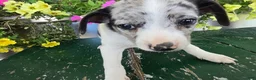 Chihuahua dogs for sale: Blaze - Ad 6