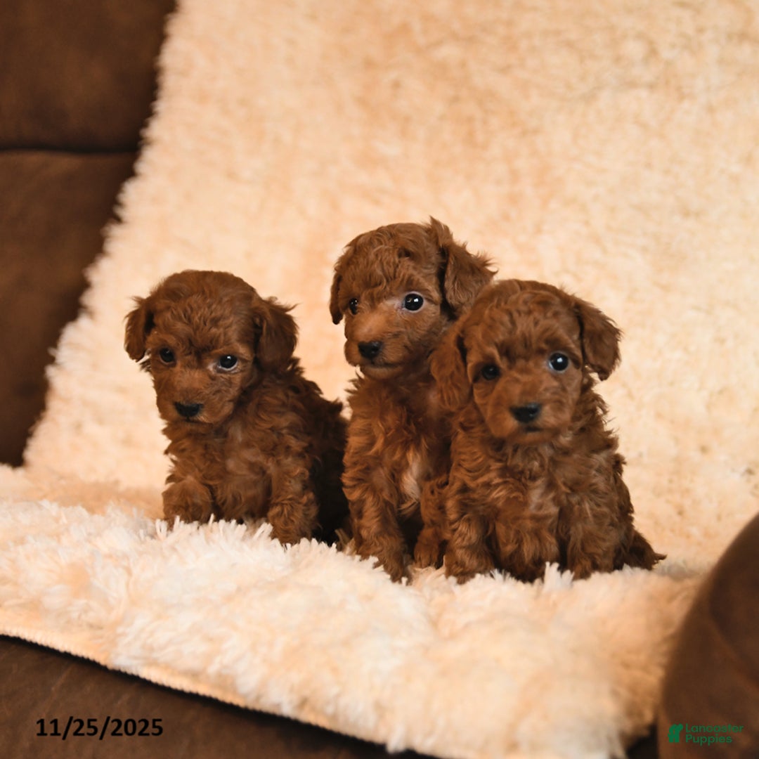 Toy Poodle dogs for sale: Carly - Ad 5