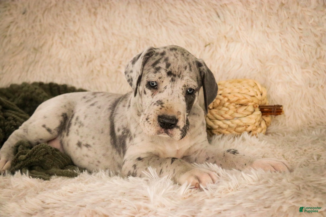 Great Dane dogs for sale: Percy - Ad 7
