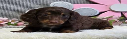 Miniature Dachshund dogs for sale: Erin - Ad 10