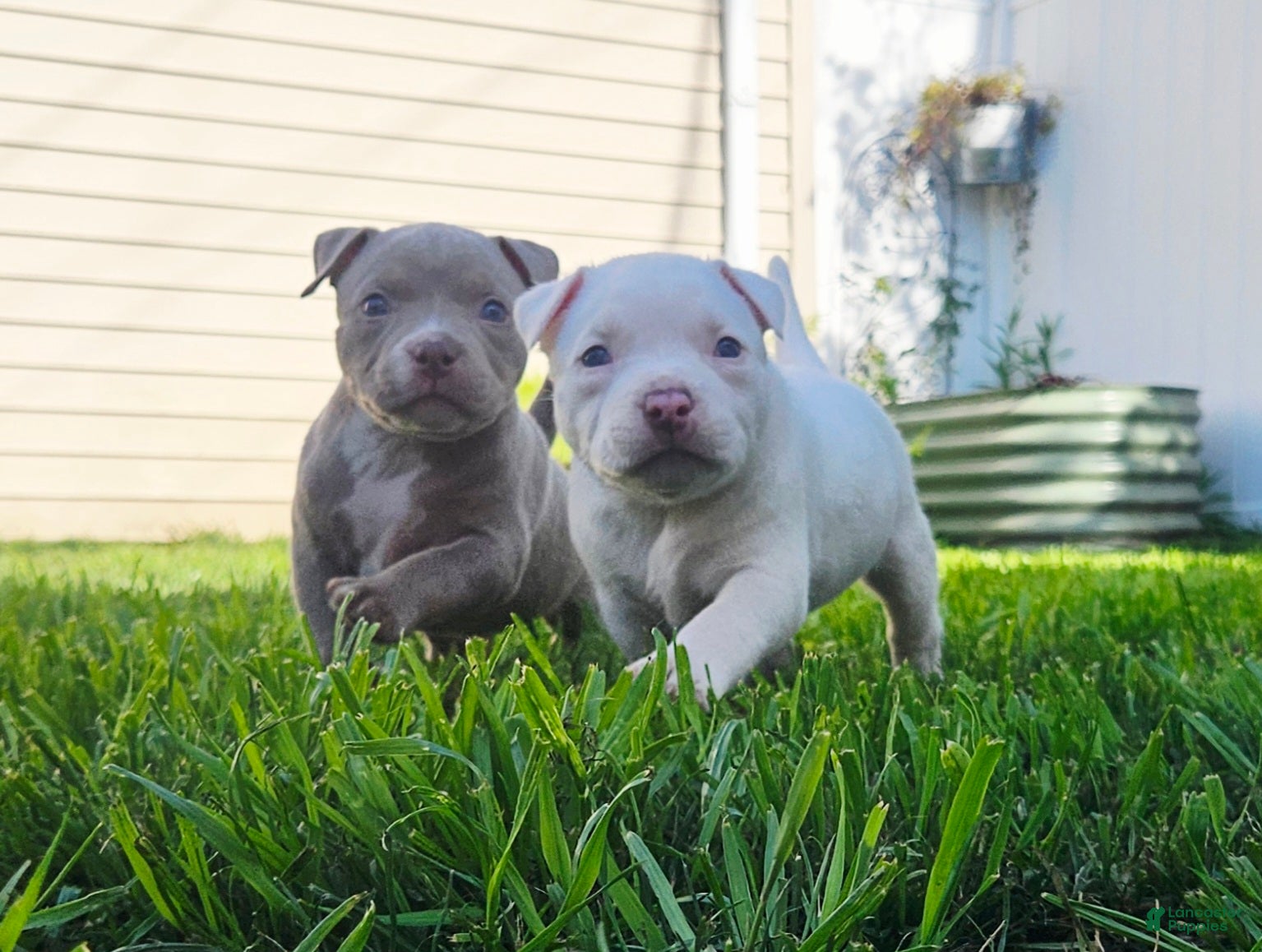 American Bully dogs American Bully - Fiona Frost  - Ad 2