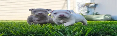 American Bully - Fiona Frost 