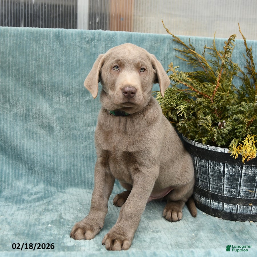 Labrador Retriever dogs Wolf  - Ad 2