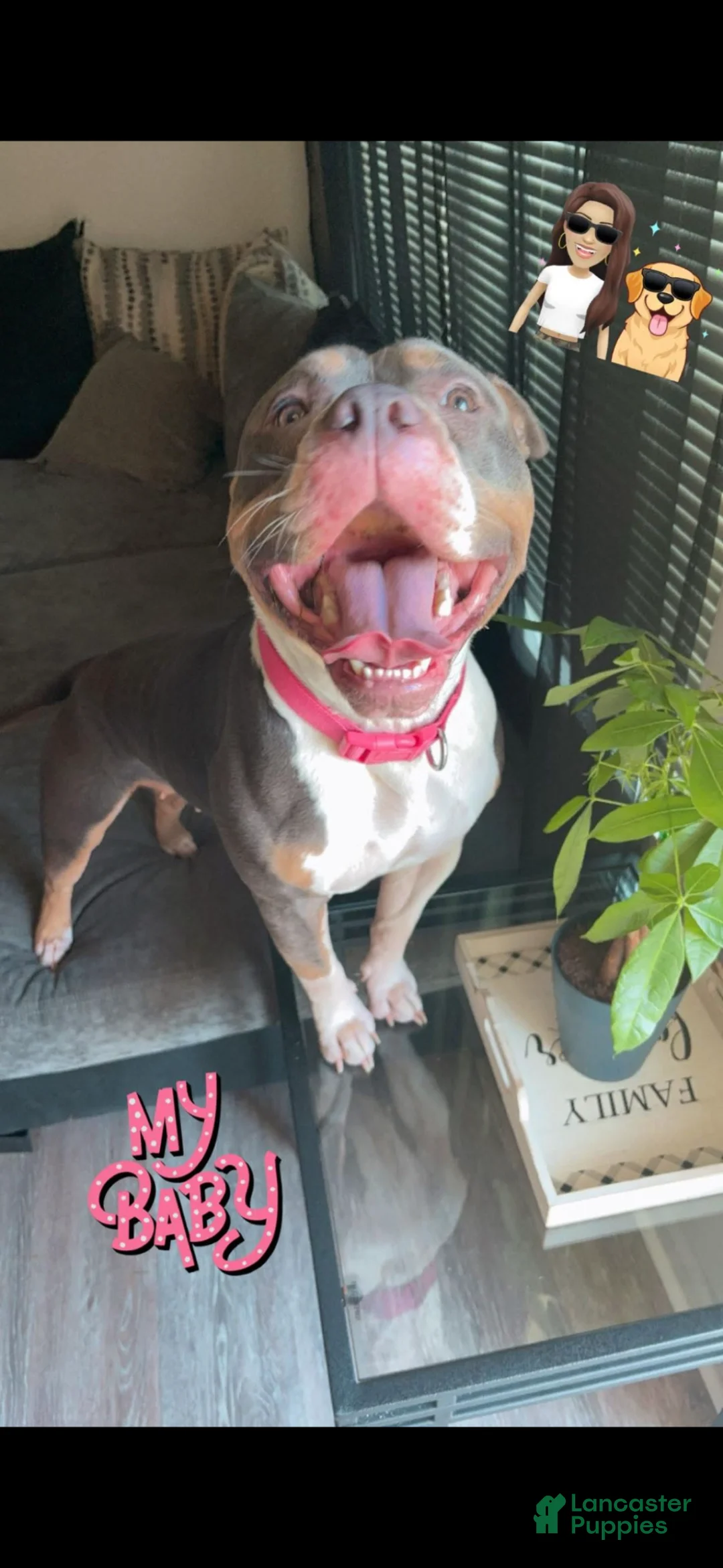 American Bully dogs for sale: American Bully Puppy 3 - Ad 3