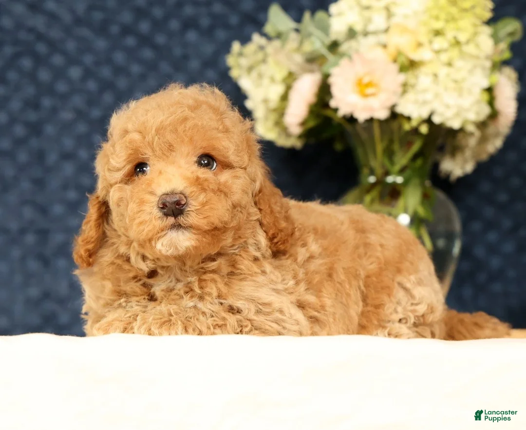 Havapoo dogs for sale: Hugh - Ad 2